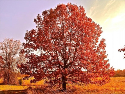 Roble Americano 3 Mts Árbol Planta Ornamental 2