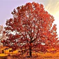 Roble Americano 3 Mts Árbol Planta Ornamental - Miniatura 2