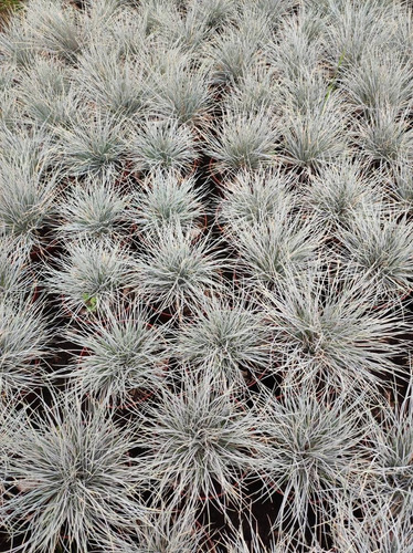 Festuca Pequeña Planta Ornamental 1
