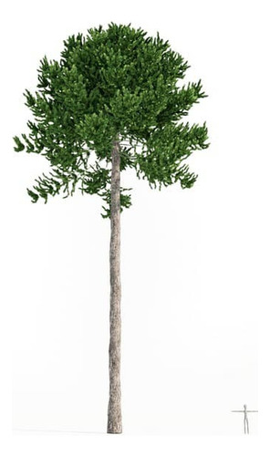 Araucaria Araucana / Pewén / Pehuén / Árbol Ornamental Xs 1