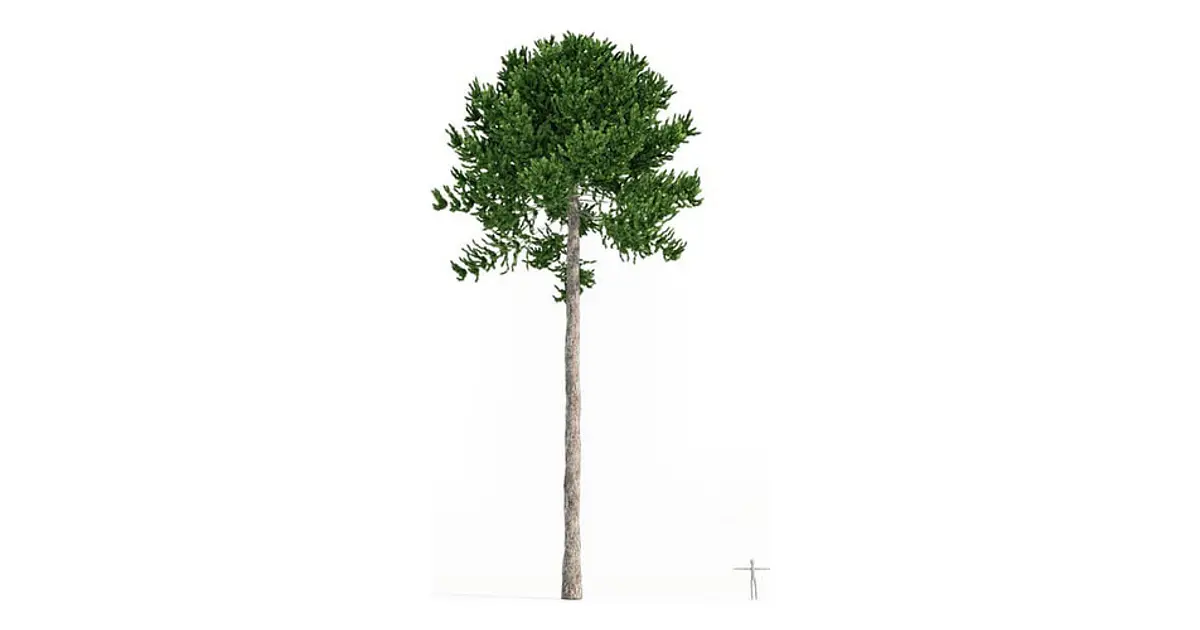 Araucaria Araucana / Pewén / Pehuén / Árbol Ornamental Xs