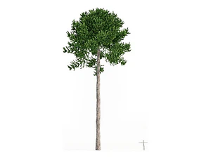Araucaria Araucana / Pewén / Pehuén / Árbol Ornamental Xs