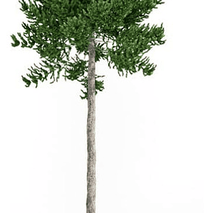 Araucaria Araucana / Pewén / Pehuén / Árbol Ornamental Xs