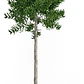 Araucaria Araucana / Pewén / Pehuén / Árbol Ornamental Xs - Miniatura 1