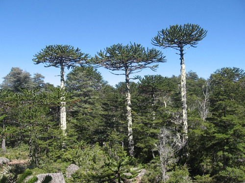 Araucaria Araucana / Pewén / Pehuén / Árbol Ornamental Xs 2
