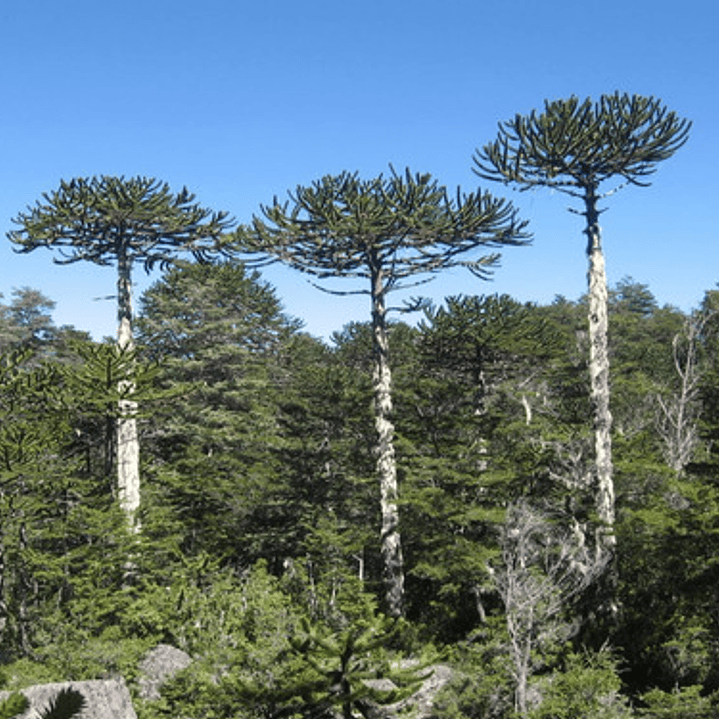 Araucaria Araucana / Pewén / Pehuén / Árbol Ornamental Xs 2