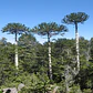 Araucaria Araucana / Pewén / Pehuén / Árbol Ornamental Xs - Miniatura 2