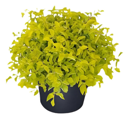  Pack De 10 Ligustrina Verde Planta Cierre 1