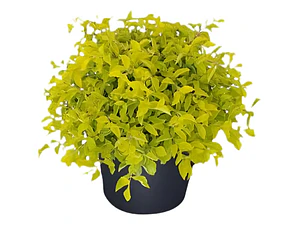  Pack De 10 Ligustrina Verde Planta Cierre