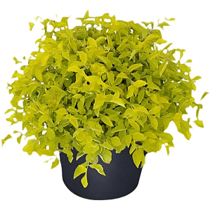  Pack De 10 Ligustrina Verde Planta Cierre