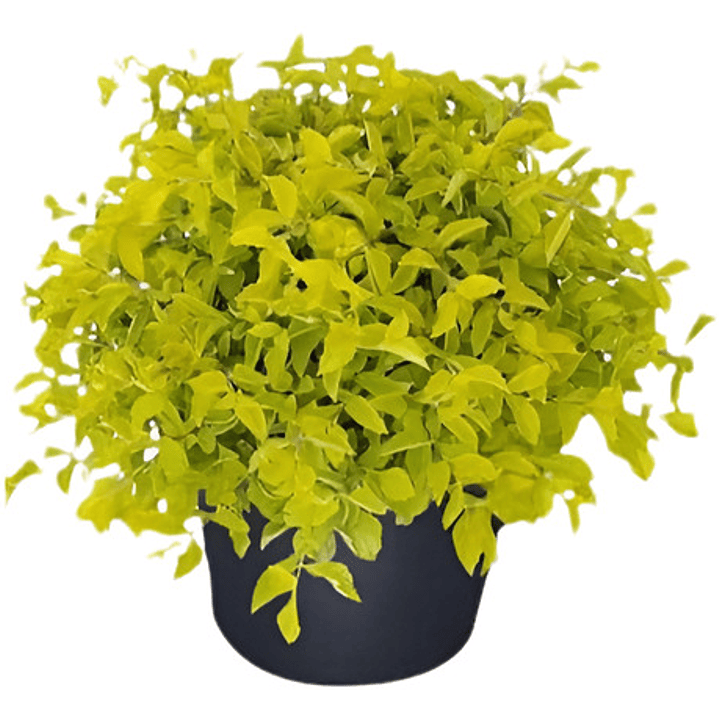  Pack De 10 Ligustrina Verde Planta Cierre 1