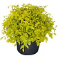  Pack De 10 Ligustrina Verde Planta Cierre - Miniatura 1