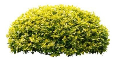  Pack De 10 Ligustrina Verde Planta Cierre 2