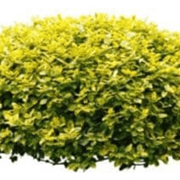  Pack De 10 Ligustrina Verde Planta Cierre 2