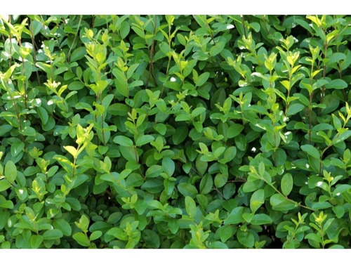  Pack De 10 Ligustrina Verde Planta Cierre 3
