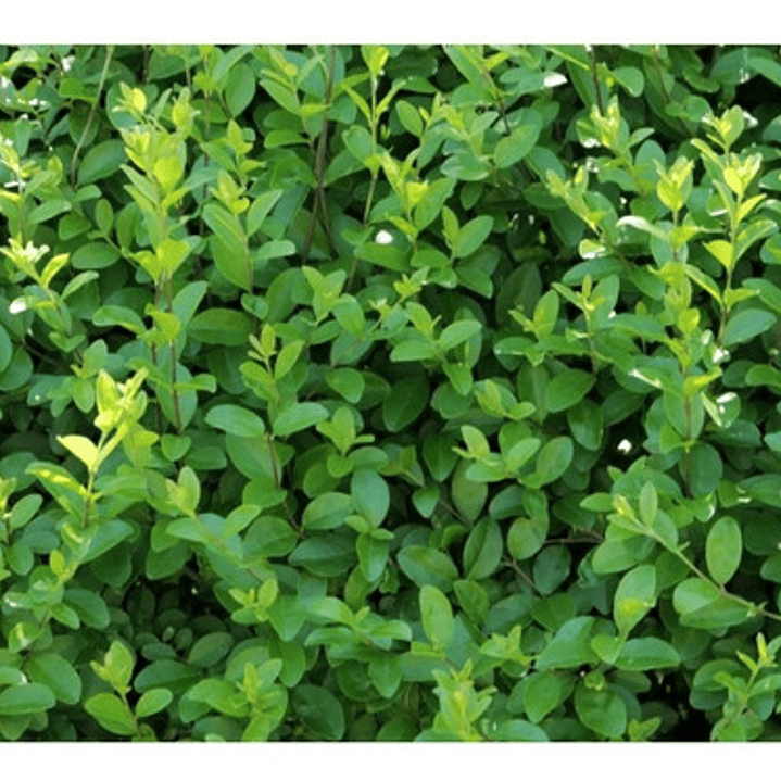  Pack De 10 Ligustrina Verde Planta Cierre 3