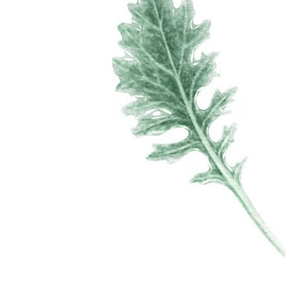 Cineraria Marítima / Planta / Arbusto Ornamental