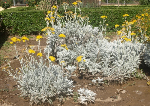 Cineraria Marítima / Planta / Arbusto Ornamental 2
