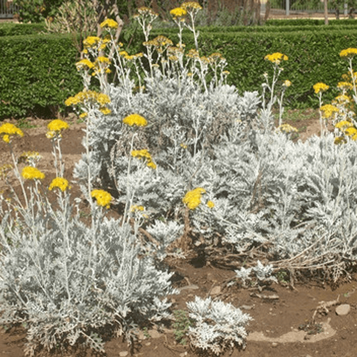 Cineraria Marítima / Planta / Arbusto Ornamental 2