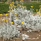 Cineraria Marítima / Planta / Arbusto Ornamental - Miniatura 2