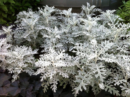 Cineraria Marítima / Planta / Arbusto Ornamental 3