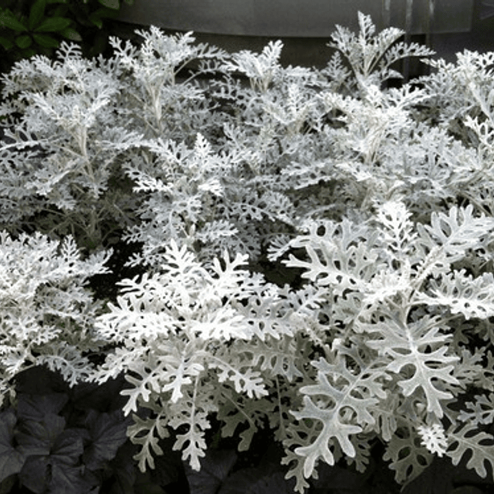 Cineraria Marítima / Planta / Arbusto Ornamental 3