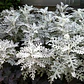 Cineraria Marítima / Planta / Arbusto Ornamental - Miniatura 3