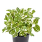 Incienso Planta Interior Ornamental - Miniatura 1