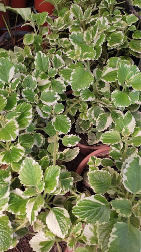 Incienso Planta Interior Ornamental 2