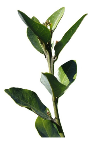 Belloto Del Sur Beilschmiedia Berteroana Nativo Ornamental 1