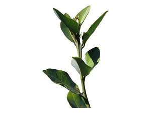 Belloto Del Sur Beilschmiedia Berteroana Nativo Ornamental