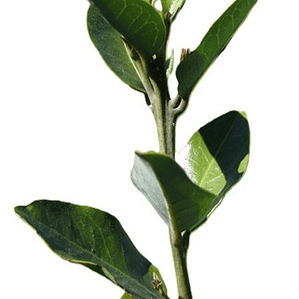 Belloto Del Sur Beilschmiedia Berteroana Nativo Ornamental