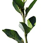 Belloto Del Sur Beilschmiedia Berteroana Nativo Ornamental - Miniatura 1