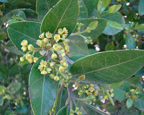 Belloto Del Sur Beilschmiedia Berteroana Nativo Ornamental 2