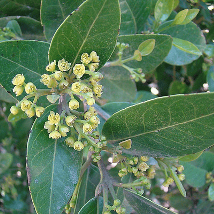 Belloto Del Sur Beilschmiedia Berteroana Nativo Ornamental 2