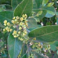 Belloto Del Sur Beilschmiedia Berteroana Nativo Ornamental - Miniatura 2