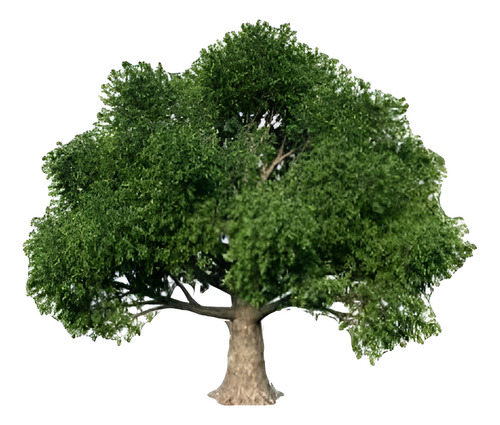 Haya Verde Árbol Ornamental Fagus Sylvatica Xl Grande 2,5 M 1