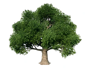 Haya Verde Árbol Ornamental Fagus Sylvatica Xl Grande 2,5 M