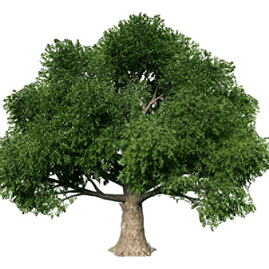 Haya Verde Árbol Ornamental Fagus Sylvatica Xl Grande 2,5 M