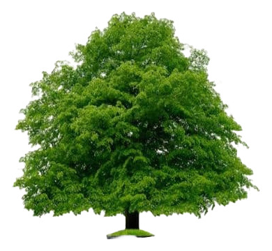 Haya Verde Árbol Ornamental Fagus Sylvatica Xl Grande 2,5 M 2