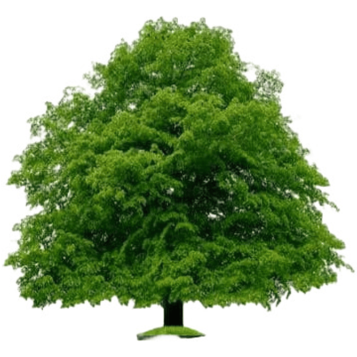 Haya Verde Árbol Ornamental Fagus Sylvatica Xl Grande 2,5 M 2
