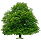 Haya Verde Árbol Ornamental Fagus Sylvatica Xl Grande 2,5 M - Miniatura 2