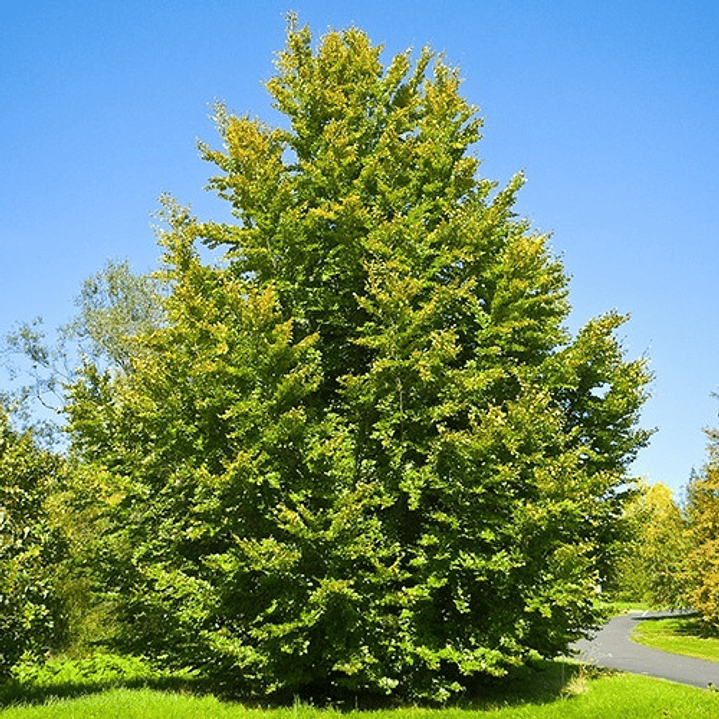 Haya Verde Árbol Ornamental Fagus Sylvatica Xl Grande 2,5 M 3