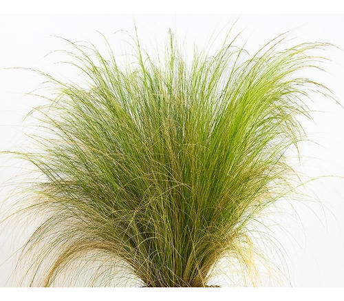 Pack De 10 Estipa Stipa Tenuissima Planta Ornamental 1