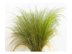 Pack De 10 Estipa Stipa Tenuissima Planta Ornamental