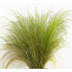 Pack De 10 Estipa Stipa Tenuissima Planta Ornamental