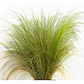 Pack De 10 Estipa Stipa Tenuissima Planta Ornamental - Miniatura 1