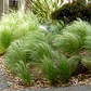 Pack De 10 Estipa Stipa Tenuissima Planta Ornamental - Miniatura 2
