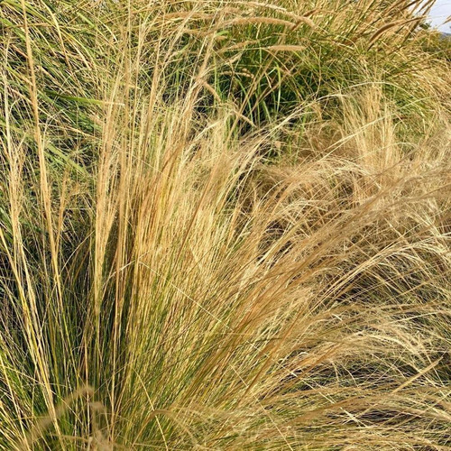 Pack De 10 Estipa Stipa Tenuissima Planta Ornamental 3
