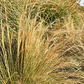 Pack De 10 Estipa Stipa Tenuissima Planta Ornamental - Miniatura 3